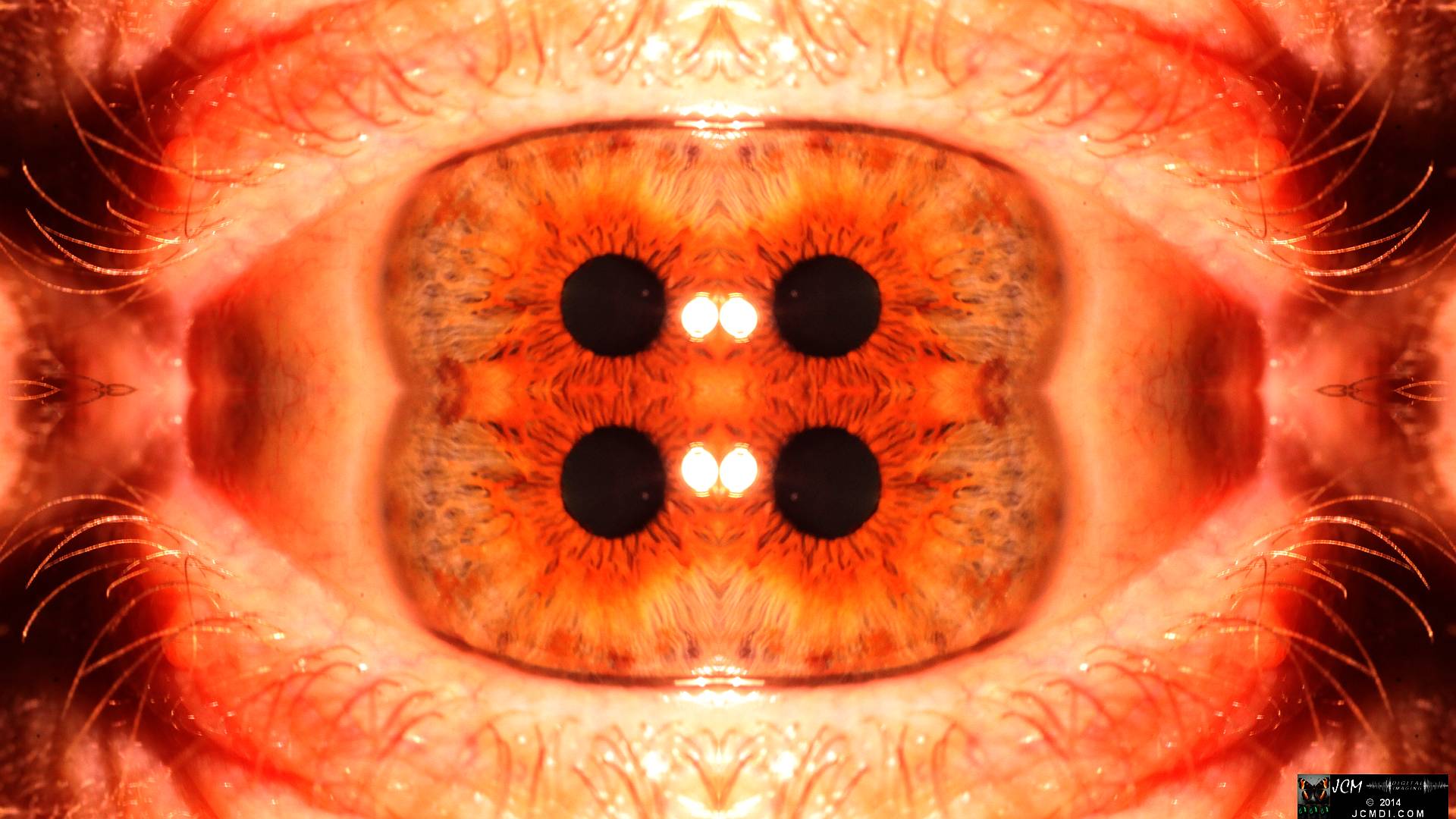 Quadroscopic Artwork made from an image of a real human eye